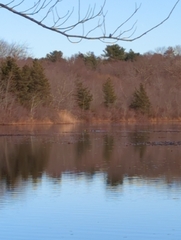 Lophodytes cucullatus