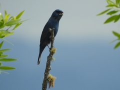 Cyanoloxia glaucocaerulea