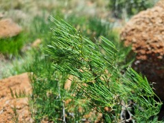 Asparagus transvaalensis