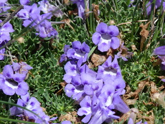 Aptosimum procumbens