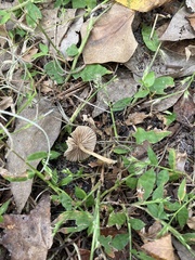 Entoloma vernum