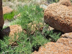 Asparagus transvaalensis