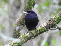 Knipolegus cyanirostris