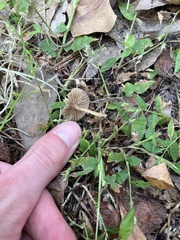 Entoloma vernum