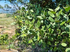 Olea capensis enervis