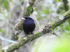 Knipolegus cyanirostris