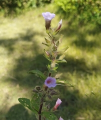 Limnophila chinensis