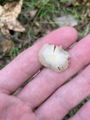 Entoloma vernum