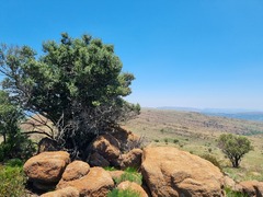 Olea capensis enervis
