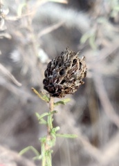 Rhopalomyia ericameriae