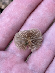 Entoloma vernum