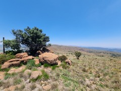 Olea capensis enervis