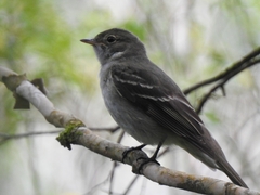 Elaenia