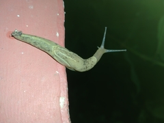 Ariophantidae