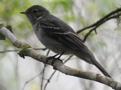 Elaenia