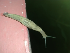 Ariophantidae
