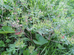 Geranium carolinianum