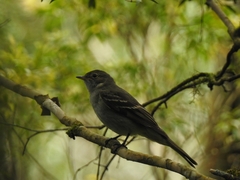 Elaenia