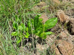 Pygmaeothamnus zeyheri