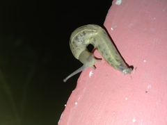 Ariophantidae