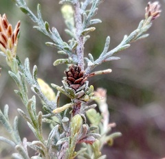 Rhopalomyia ericameriae