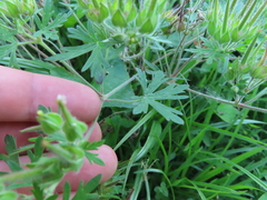 Geranium carolinianum