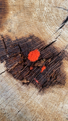 Tubifera ferruginosa