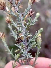 Rhopalomyia ericameriae