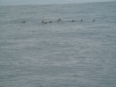 Spheniscus humboldti