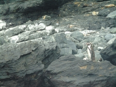 Spheniscus humboldti