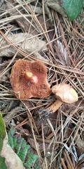 Chalciporus