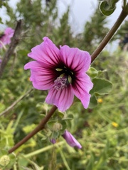 Malva arborea
