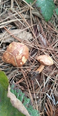 Chalciporus