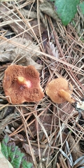 Chalciporus
