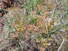 Searsia magalismontana magalismontana