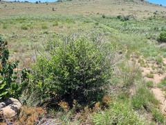 Vangueria parvifolia