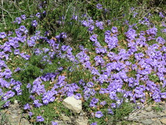 Aptosimum procumbens