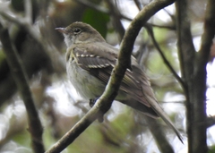 Elaenia