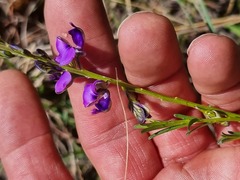 Polygala uncinata