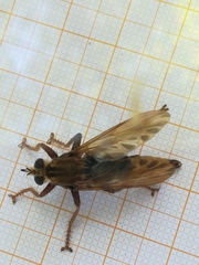 Asilus crabroniformis