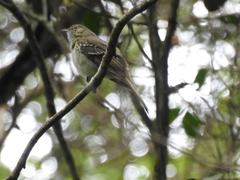 Elaenia