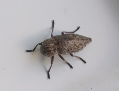 Chrysochroinae