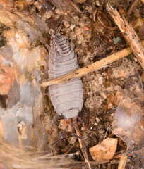 Porcellionides sexfasciatus