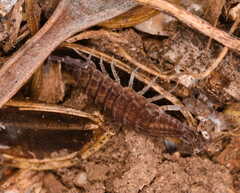 Porcellionides sexfasciatus