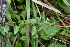 Celastrus flagellaris