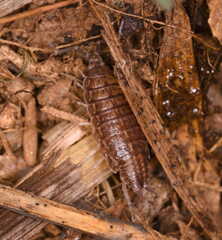 Porcellionides sexfasciatus