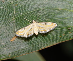 Tetrernia teminitis