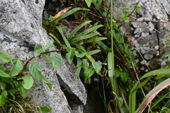 Celastrus flagellaris