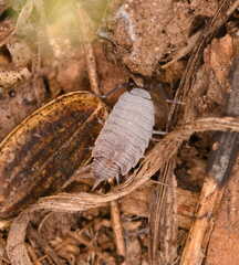 Porcellionides sexfasciatus
