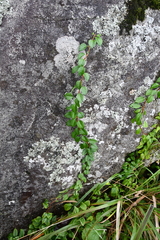 Celastrus flagellaris